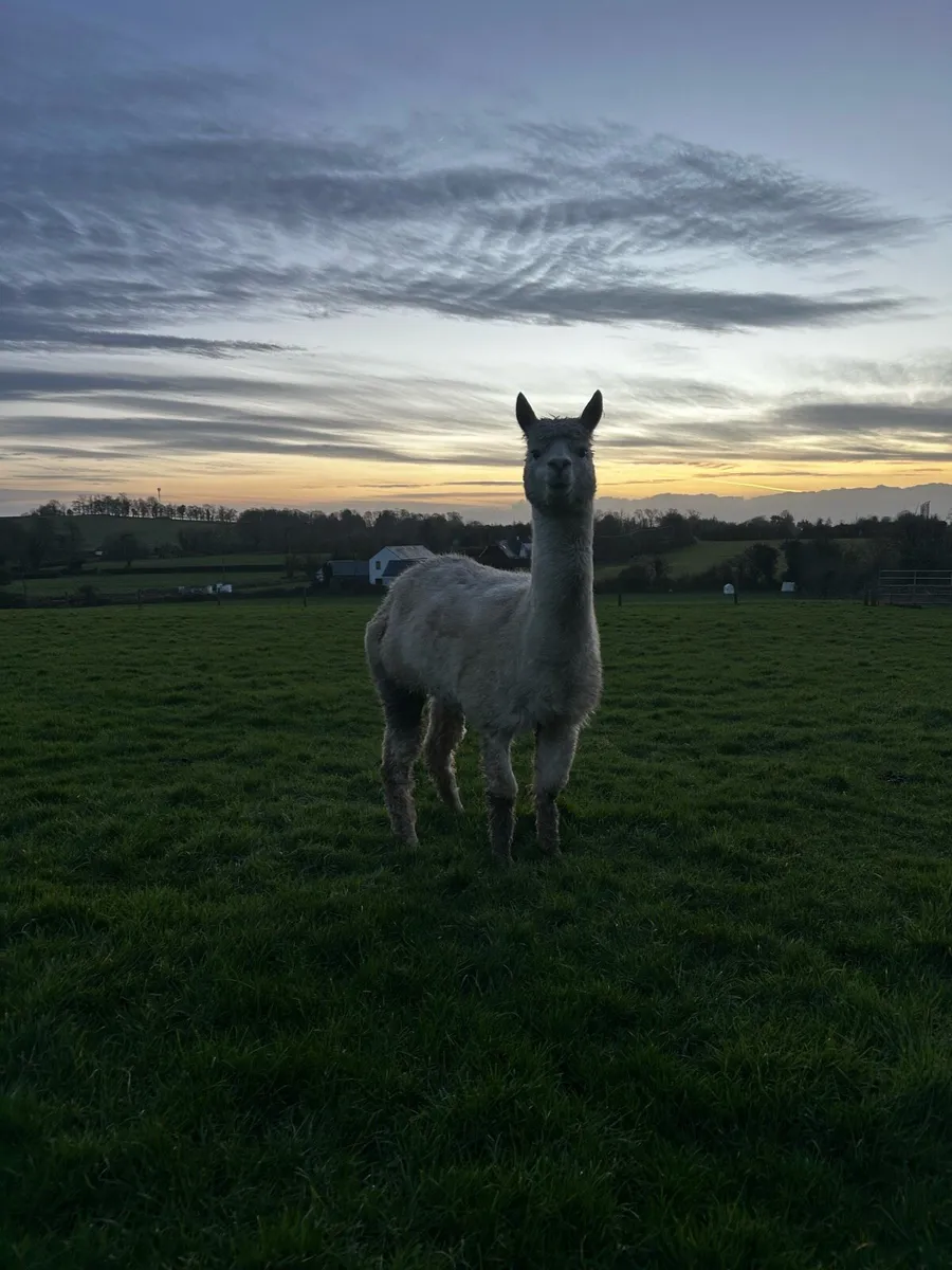 Alpacas - Image 2