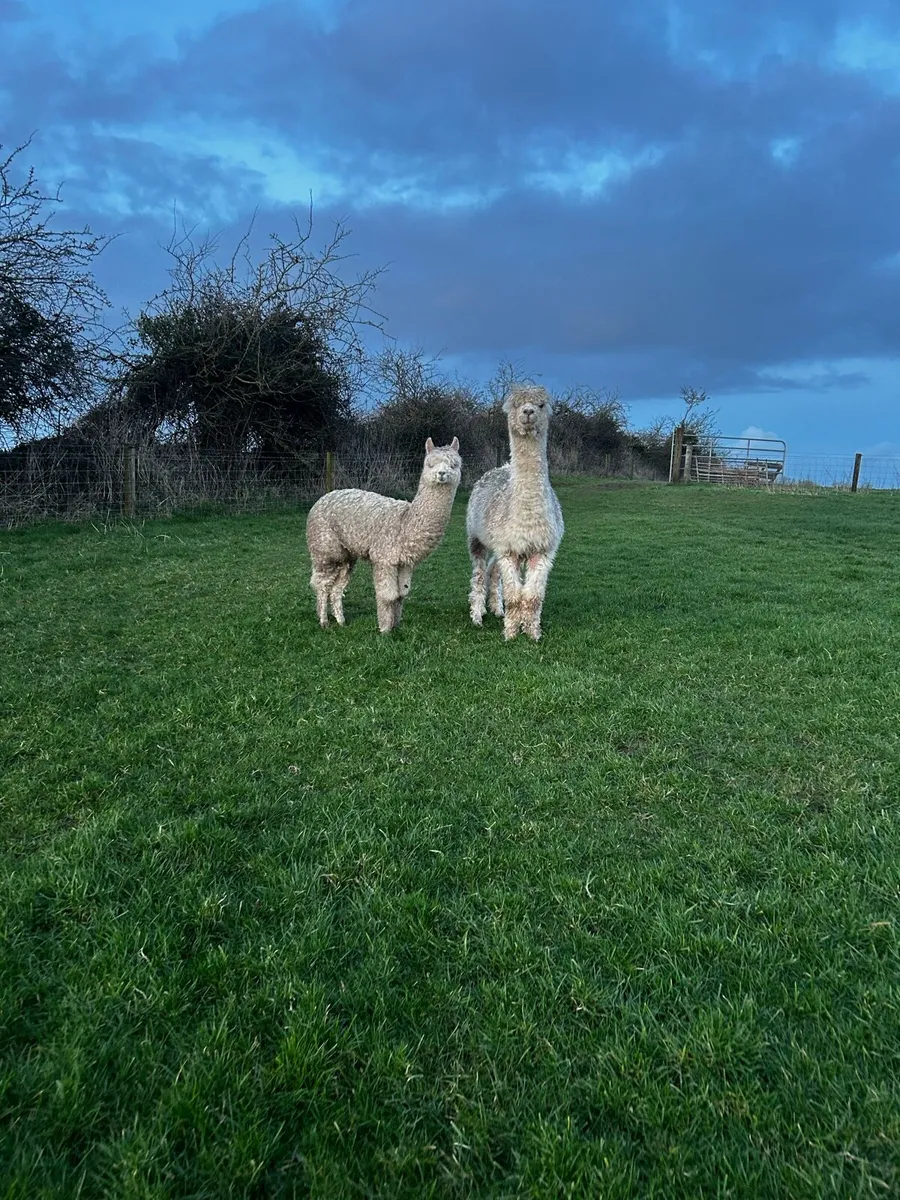 Alpacas - Image 1