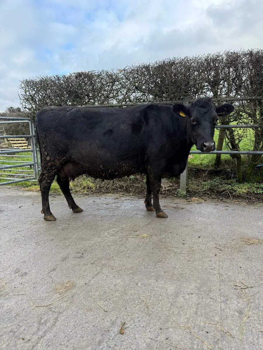 Jersey X springer - Image 1