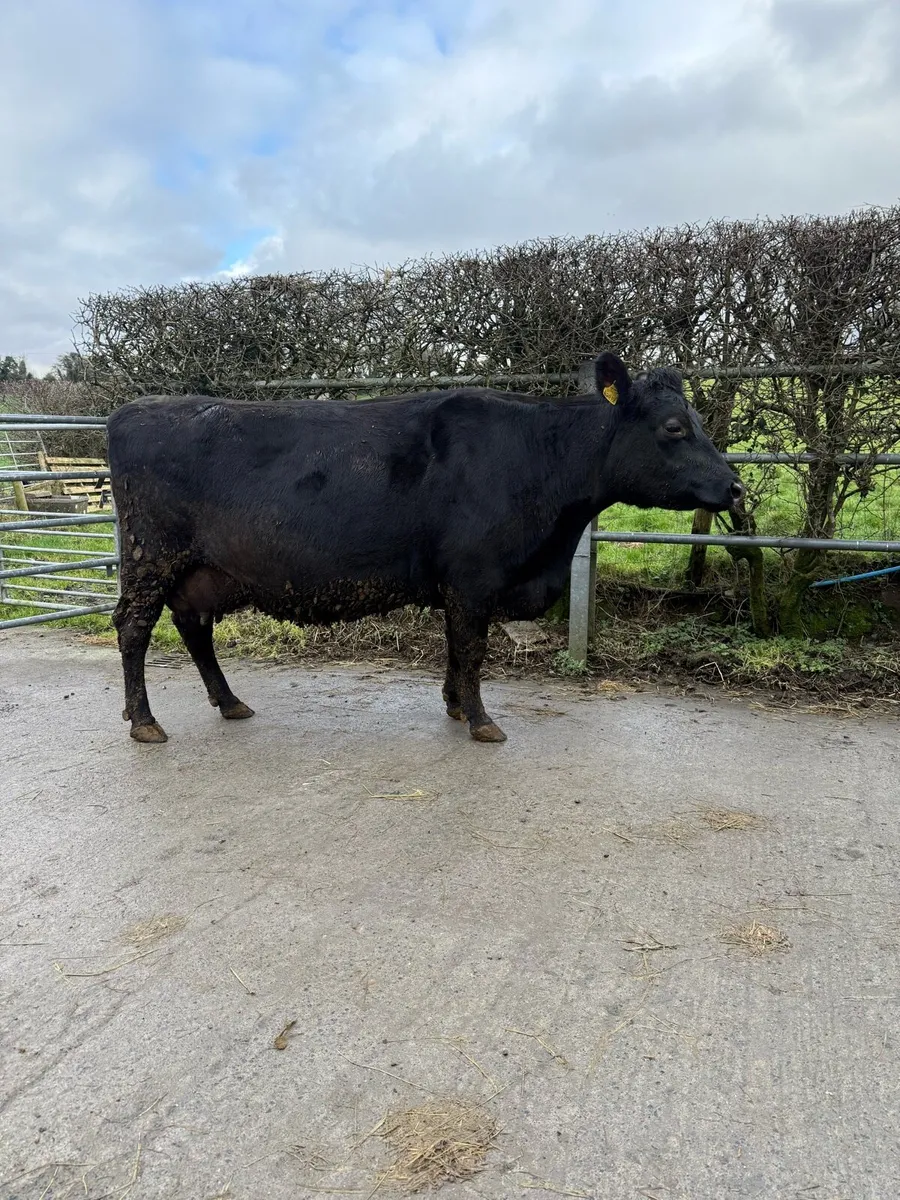 Jersey X springer - Image 2