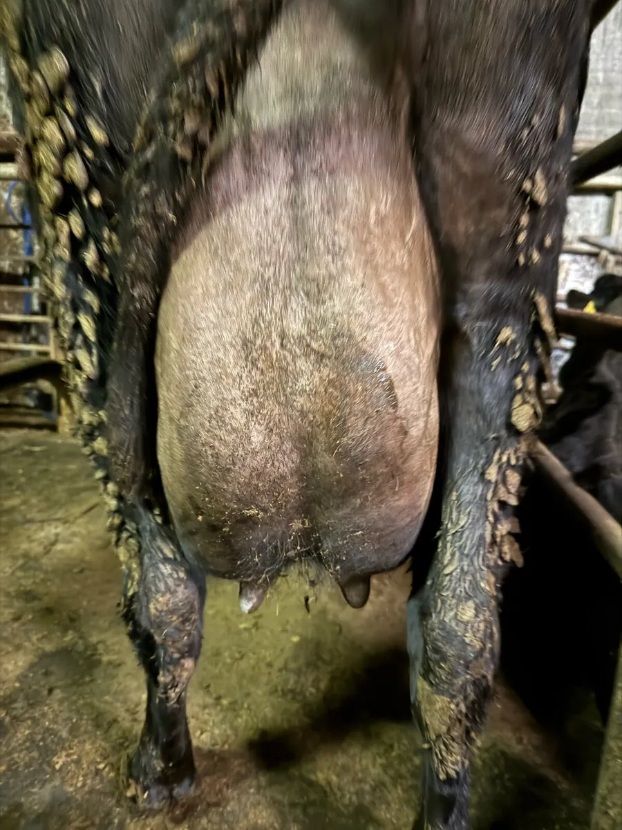 Jersey X springer - Image 3