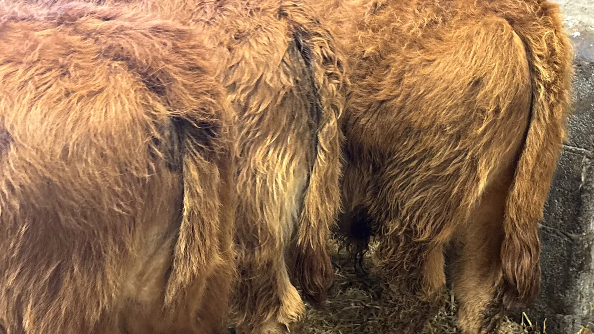 3 Quality Limousin Bull Wealings - Image 3