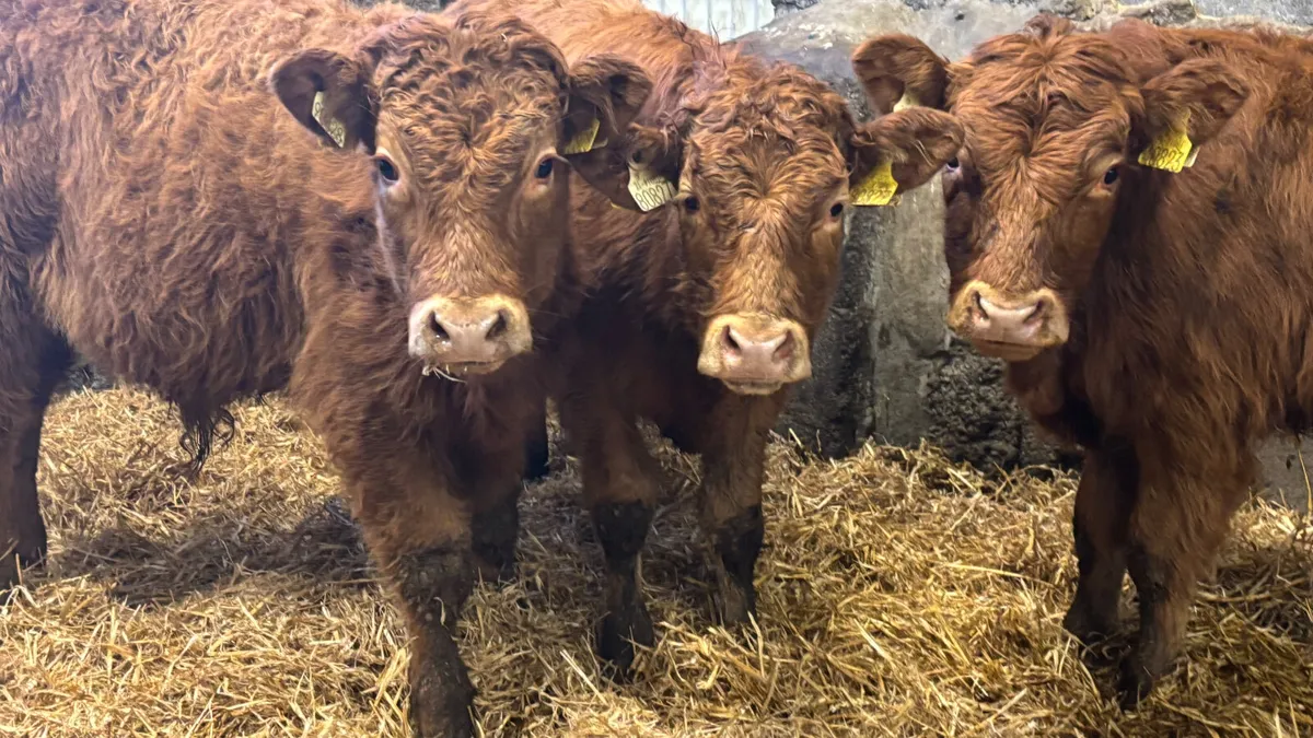 3 Quality Limousin Bull Wealings - Image 1