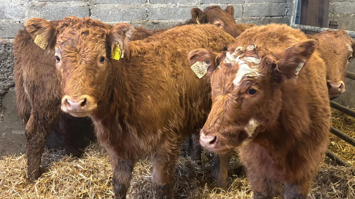 4 Quality Limousin Heifer Wealings - Image 4