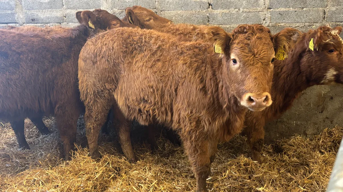 4 Quality Limousin Heifer Wealings - Image 2