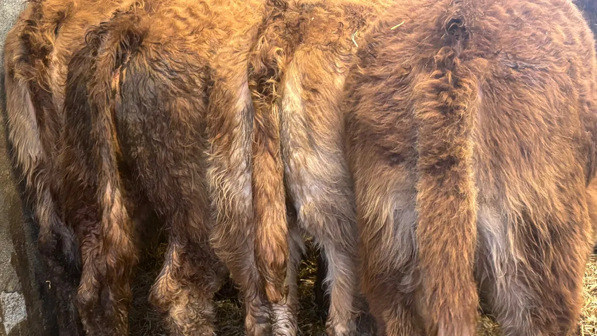 4 Quality Limousin Heifer Wealings - Image 3