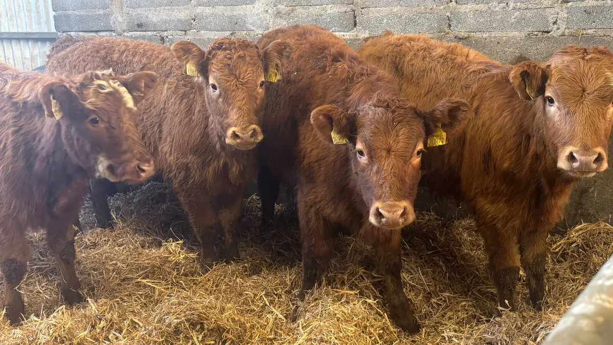 4 Quality Limousin Heifer Wealings - Image 1