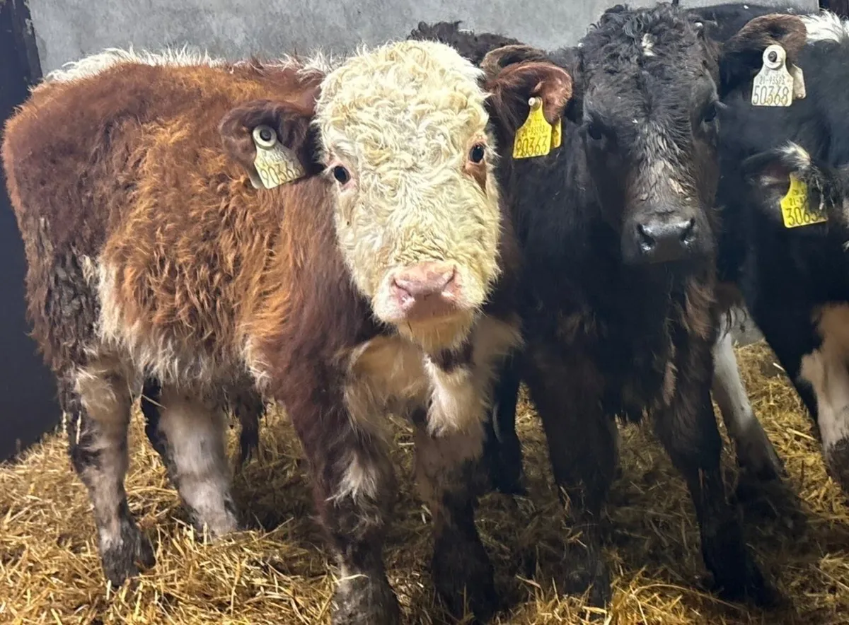 2 Suckler Bred Limousin Bull Runners - Image 4