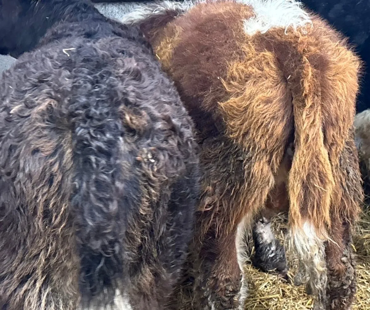 2 Suckler Bred Limousin Bull Runners - Image 3