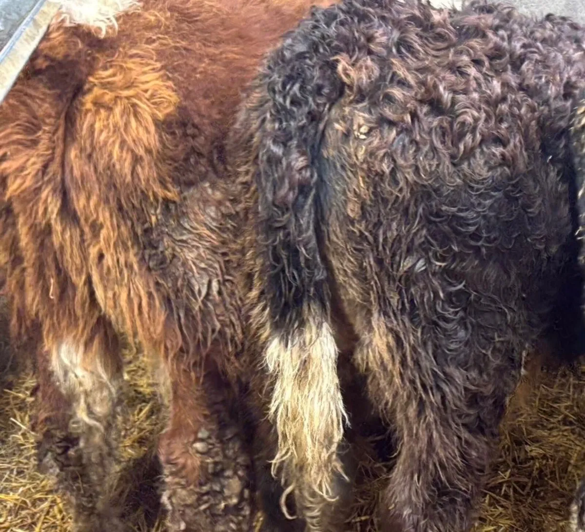 2 Suckler Bred Limousin Bull Runners - Image 2