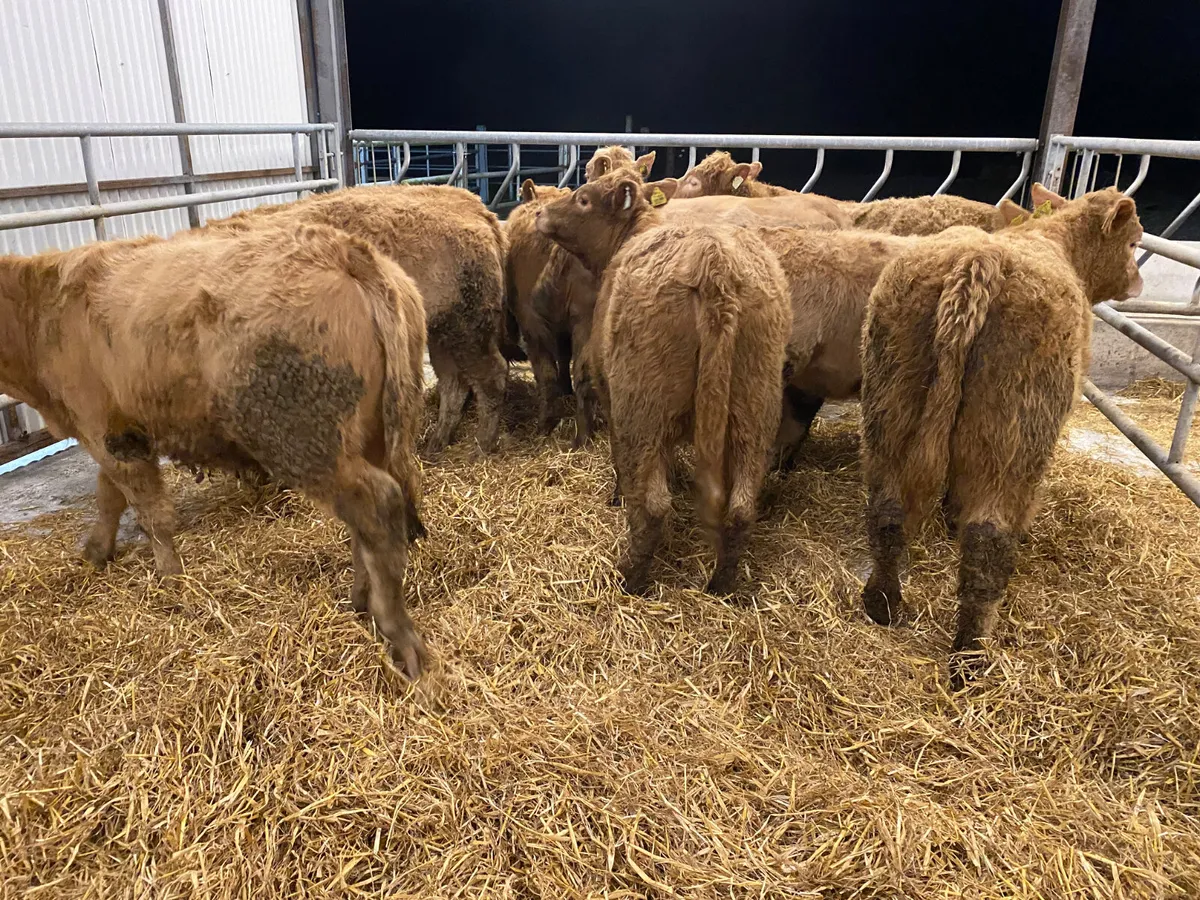 WEXFORD TODAY • Smashing Heifers • - Image 4