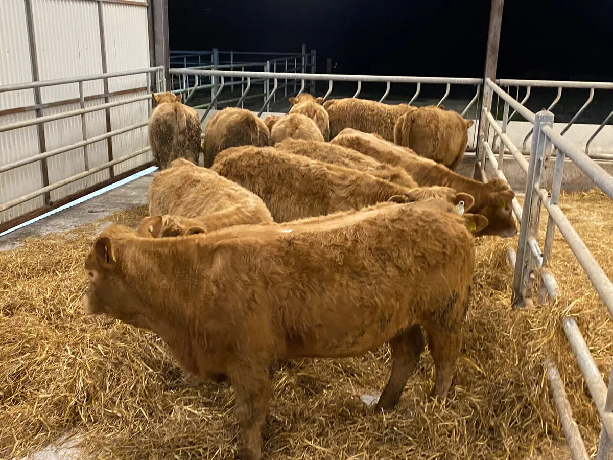 Smashing Heifers • 19/06/26 • Galway - Image 4