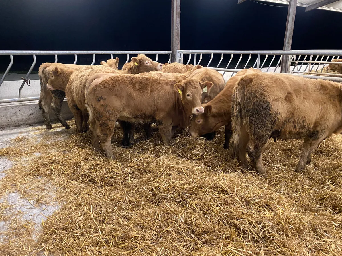 Smashing Heifers • Roscommon today - Image 4