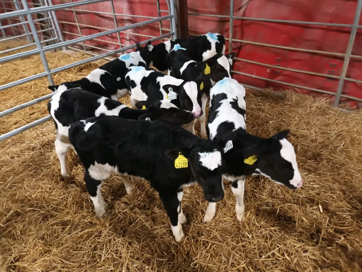 FRIESEN HEIFER CALVES FOR SALE - Image 2