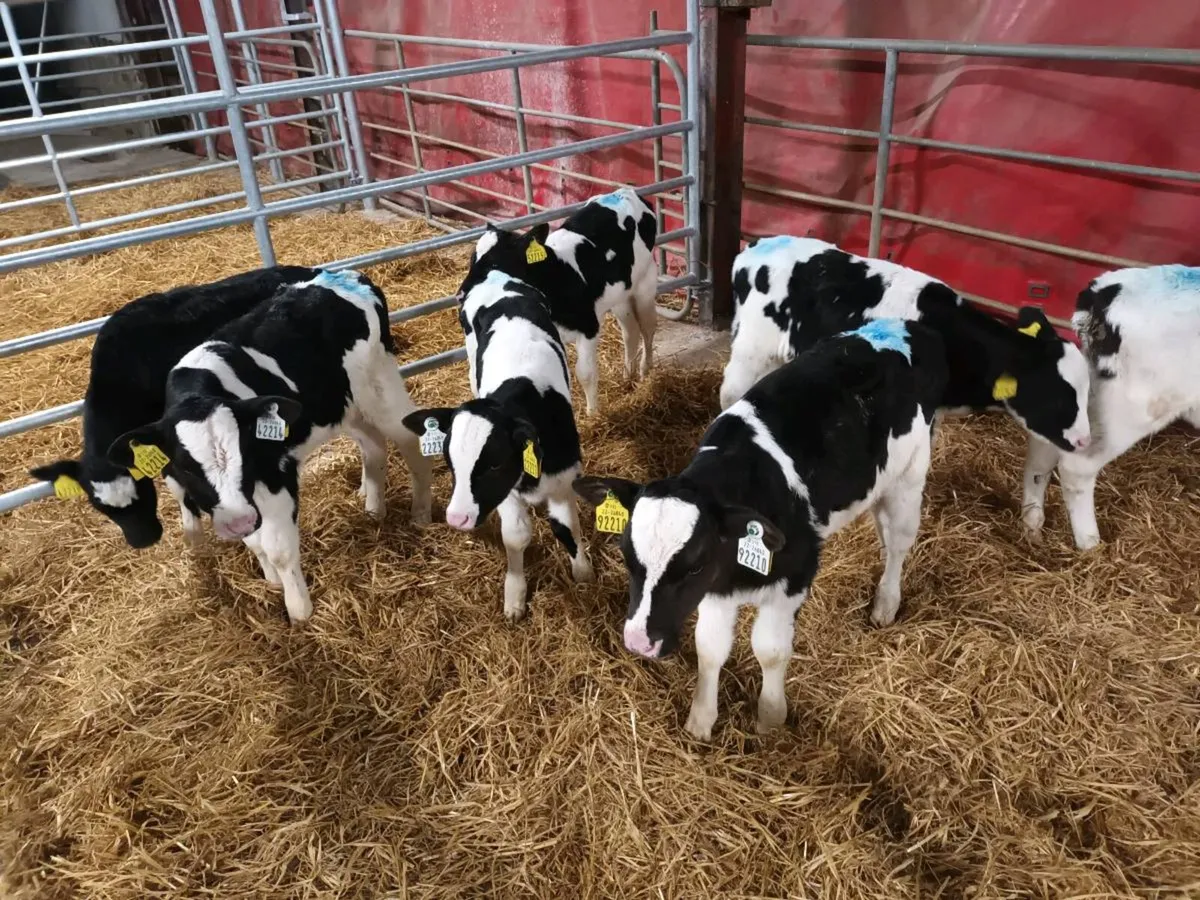 FRIESEN HEIFER CALVES FOR SALE - Image 1