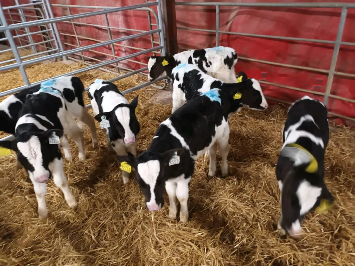 FRIESEN HEIFER CALVES FOR SALE - Image 4