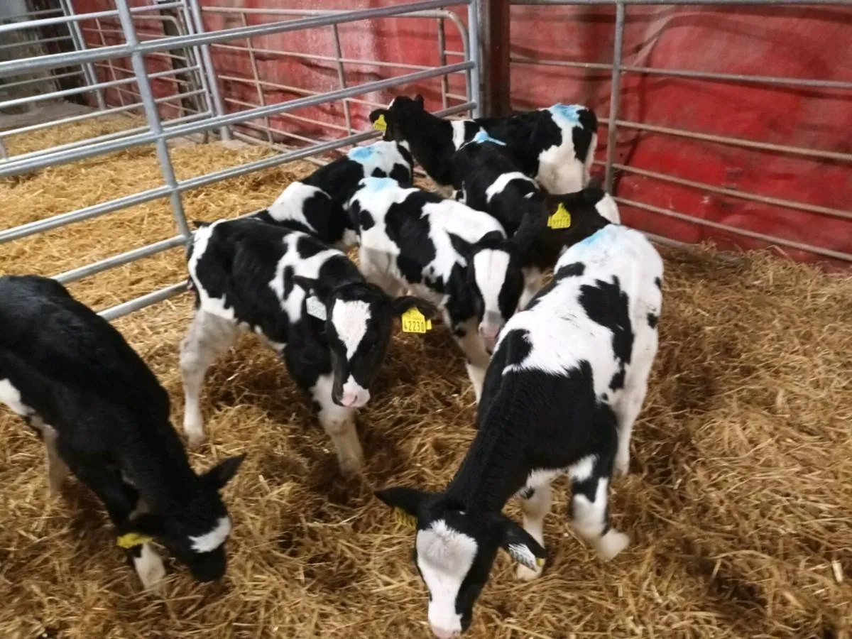 FRIESEN HEIFER CALVES FOR SALE - Image 3