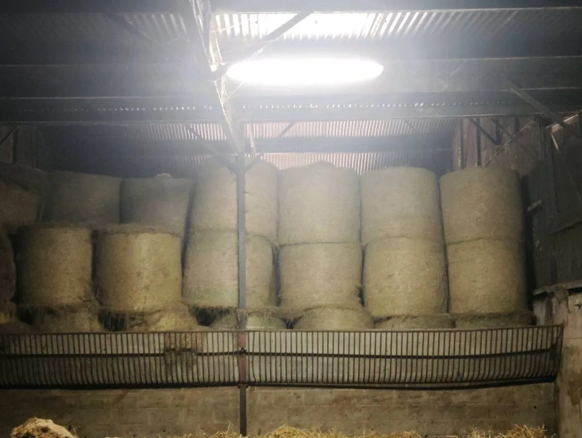 Hay for sale - Image 2