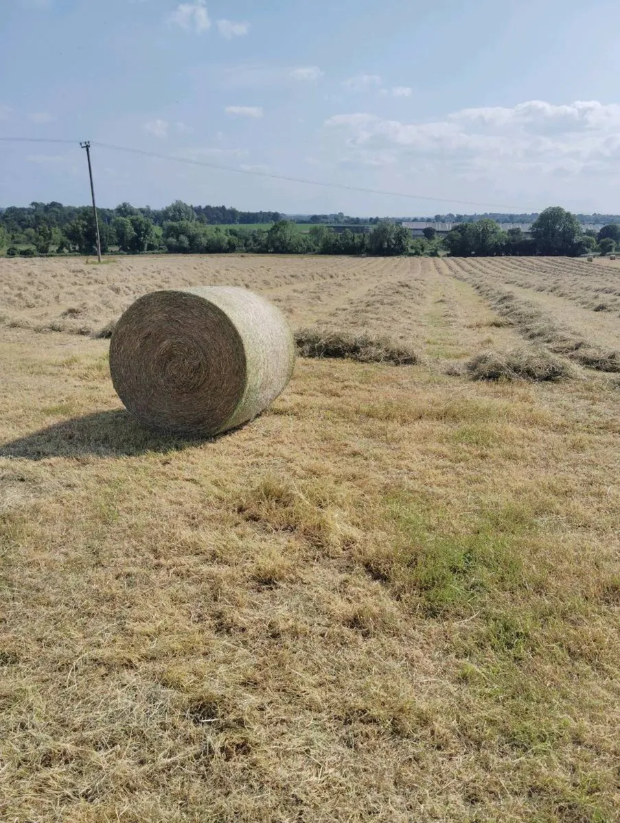 Hay for sale - Image 1