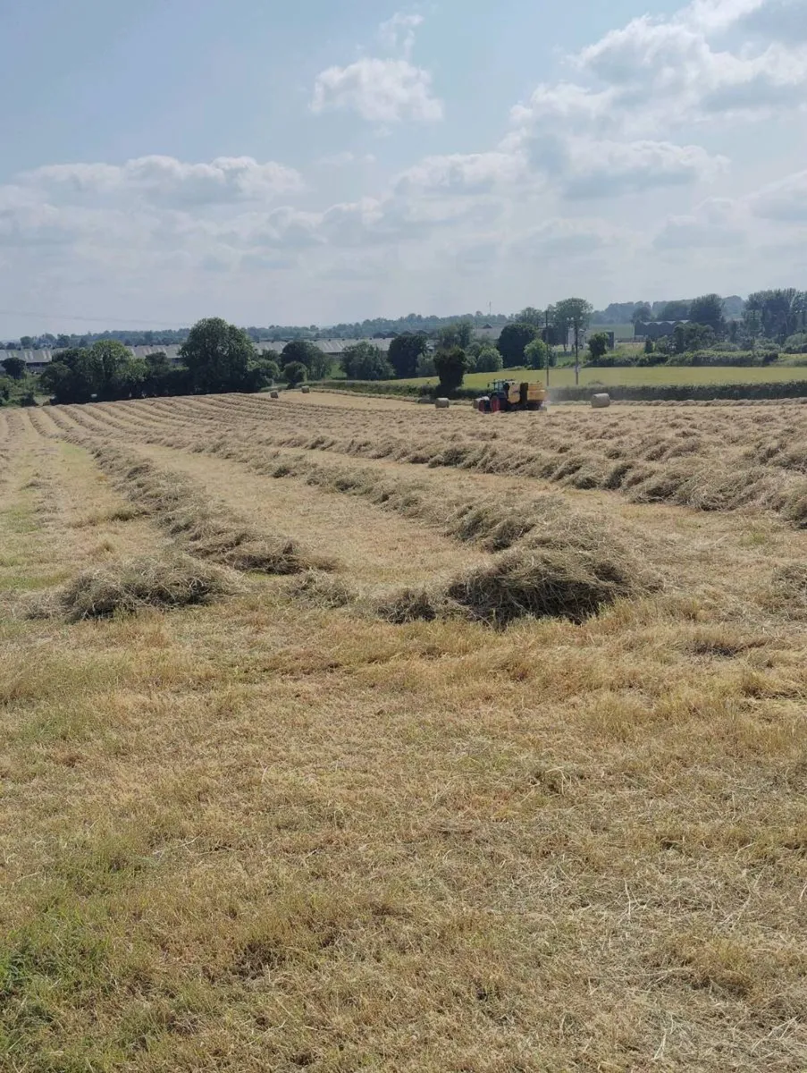 Hay for sale - Image 3
