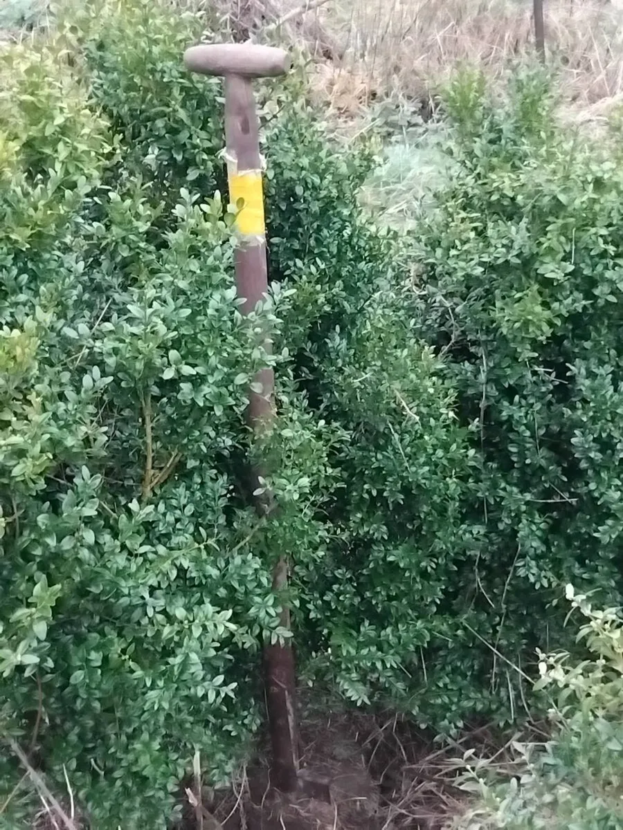 Box shrubs - Image 3