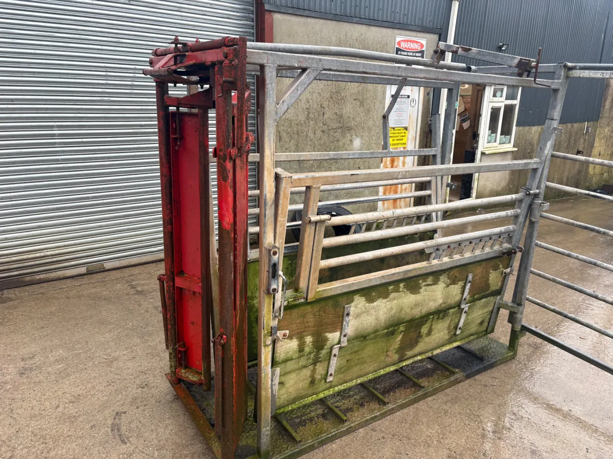 Heavy duty cattle crush - Image 3