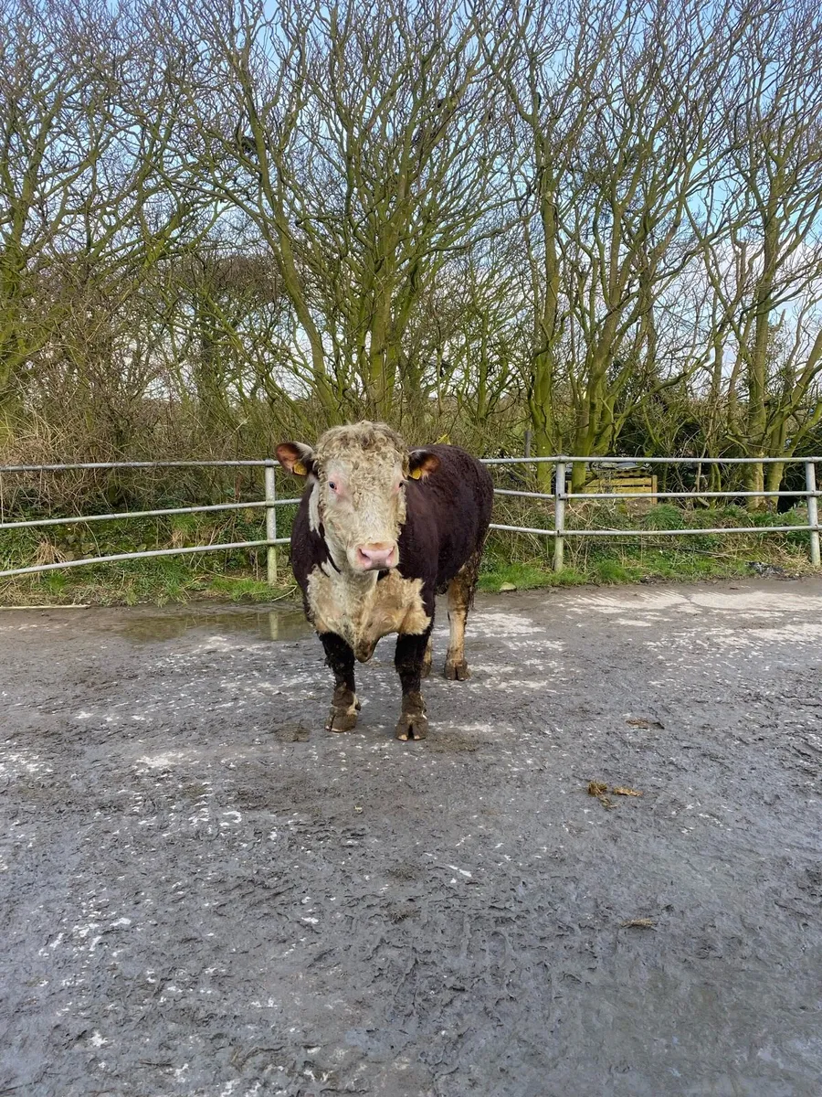 Hereford bull - Image 1