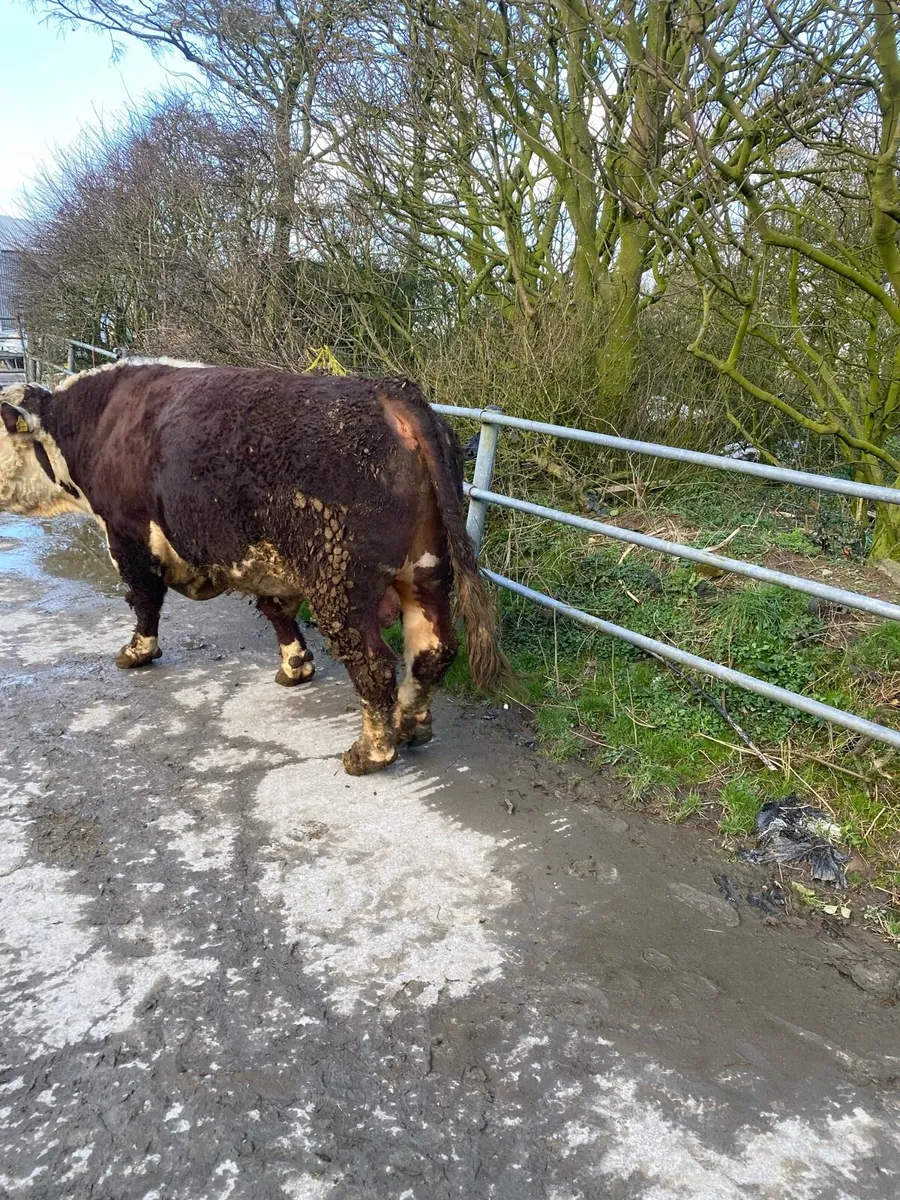 Hereford bull - Image 2