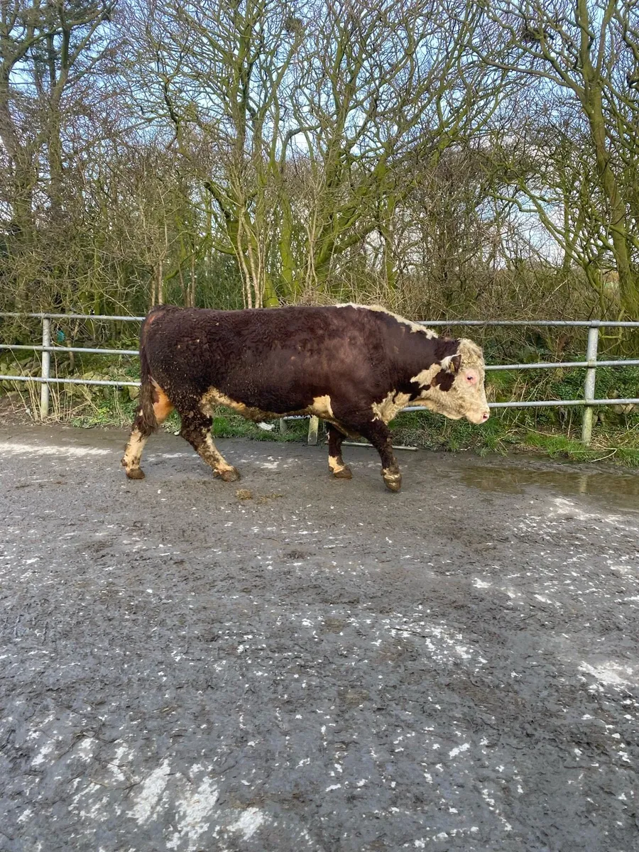 Hereford bull - Image 3