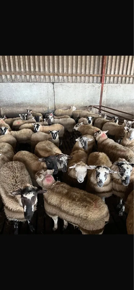 100 quality mule and Kerry hill ewe lambs - Image 1