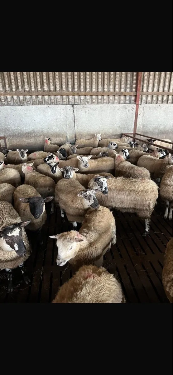100 quality mule and Kerry hill ewe lambs - Image 2