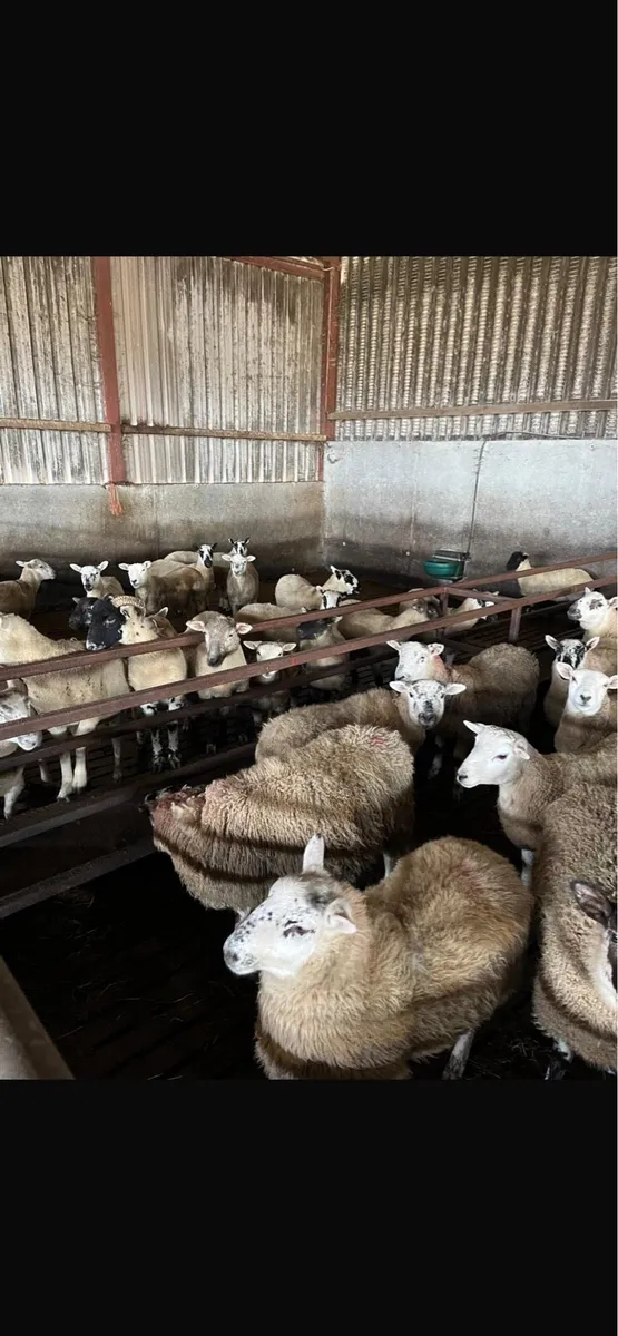 100 quality mule and Kerry hill ewe lambs - Image 3