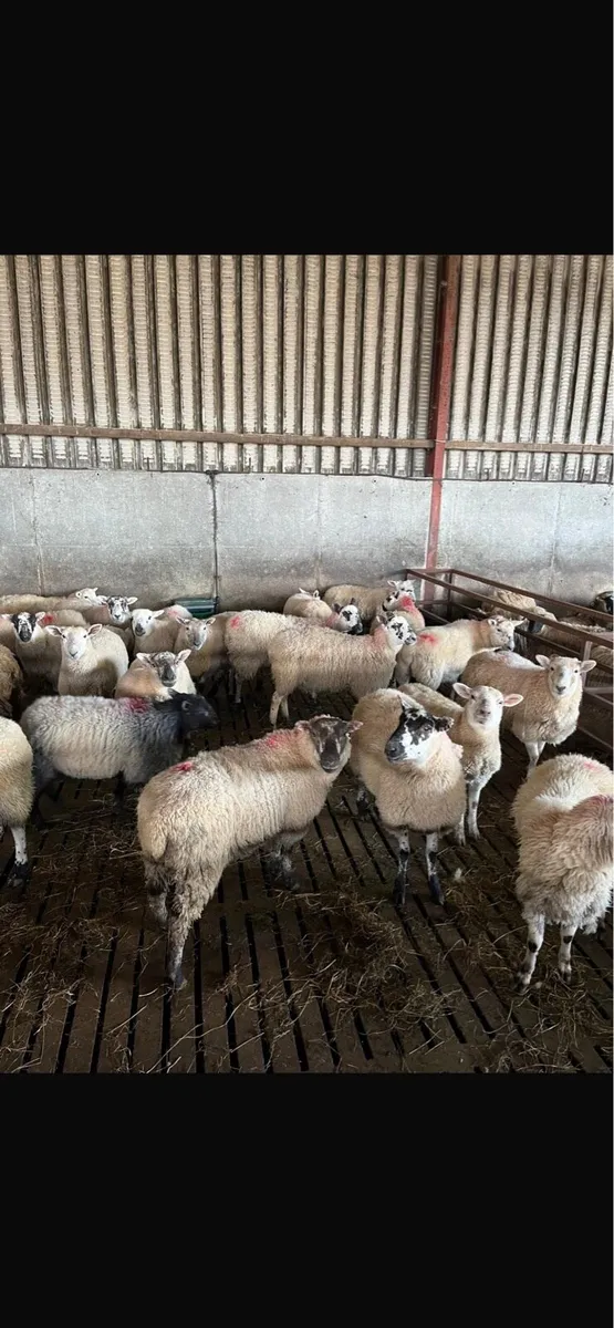 100 quality mule and Kerry hill ewe lambs - Image 4