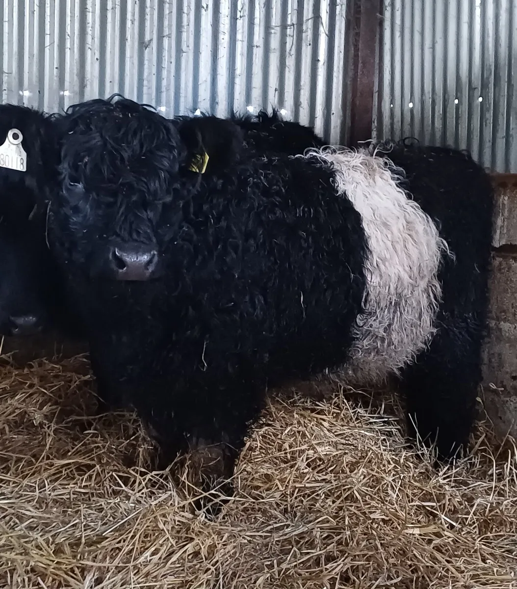 Purebred Registered Belted Galloway Heifer - Image 1