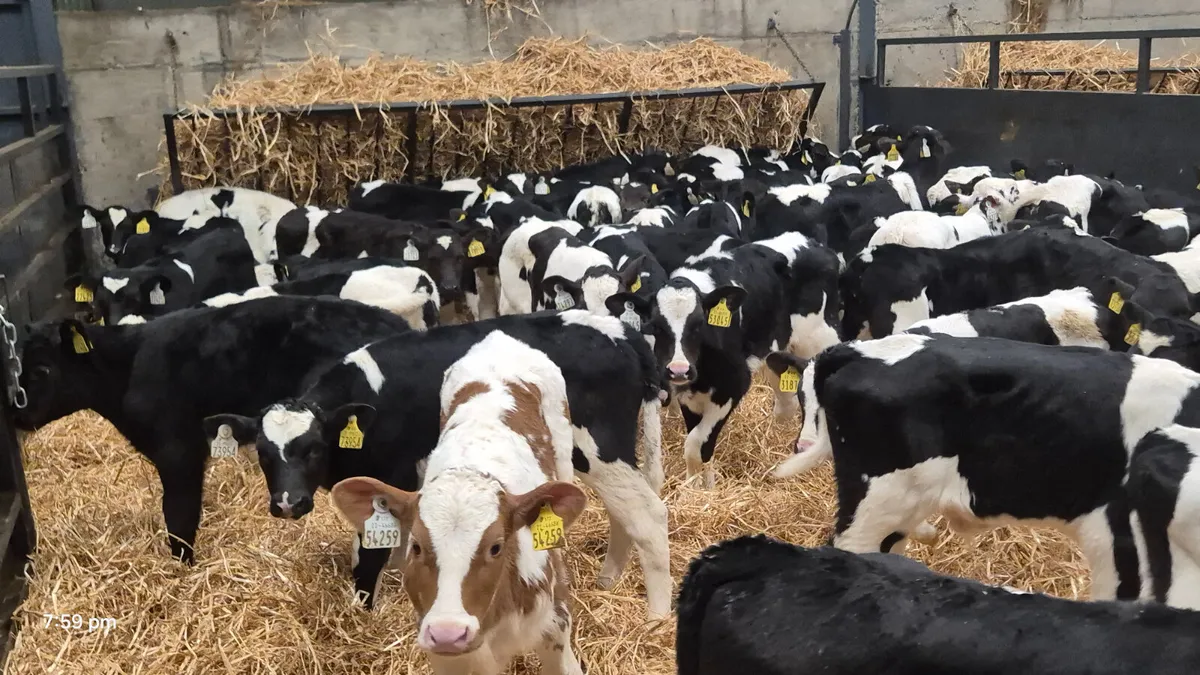 80 Friesian bull calves for sale - Image 2