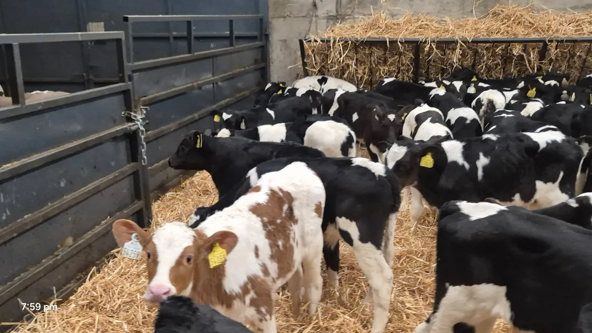 80 Friesian bull calves for sale - Image 3