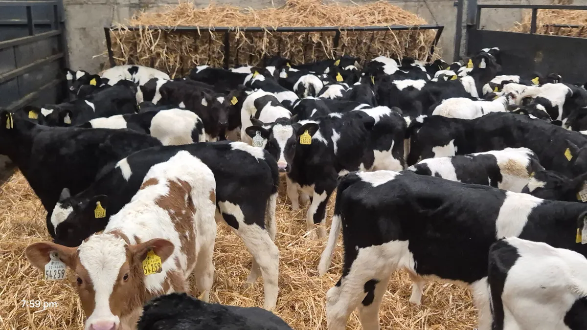 80 Friesian bull calves for sale - Image 4