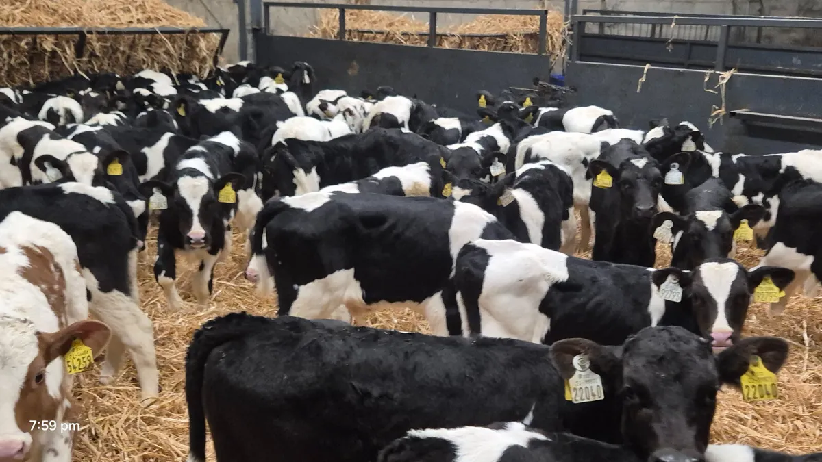 80 Friesian bull calves for sale - Image 1