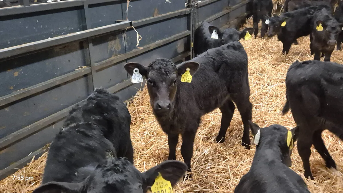 30 Quality Aberdeen Angus Heifers for sale - Image 2