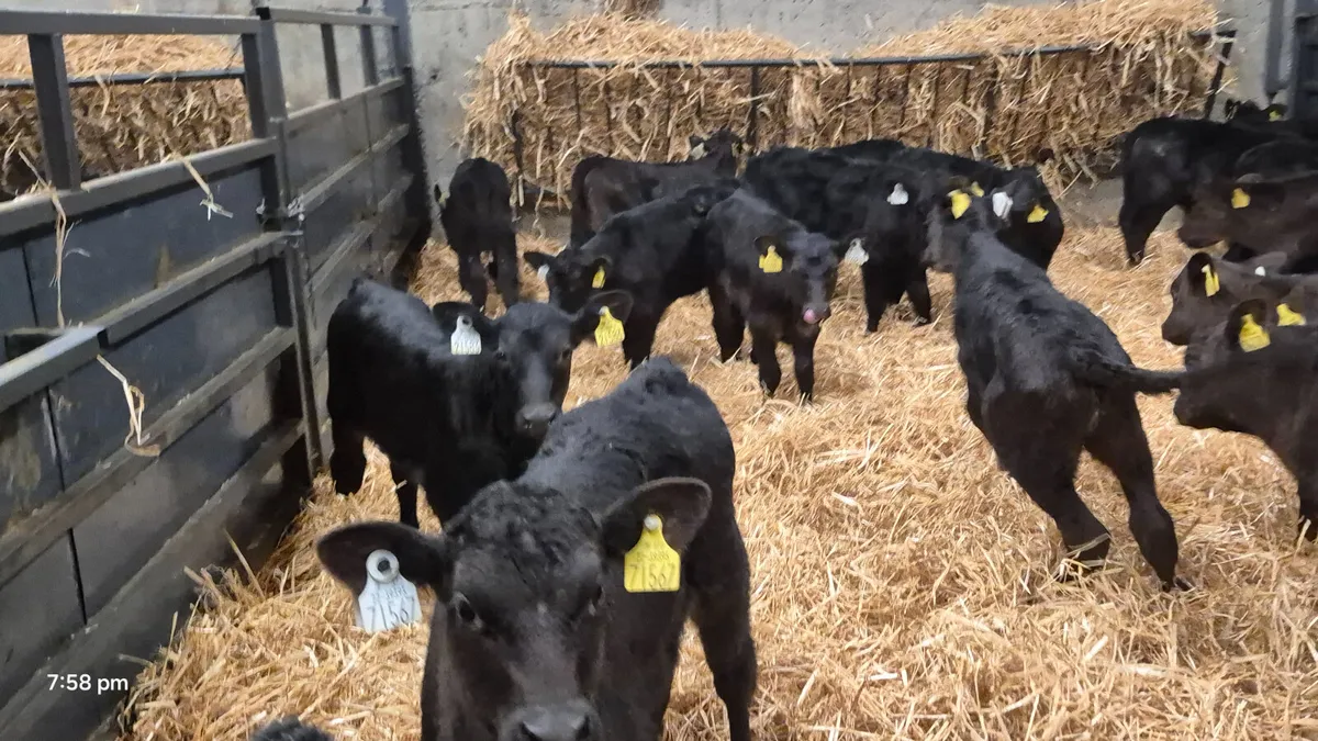 30 Quality Aberdeen Angus Heifers for sale - Image 1