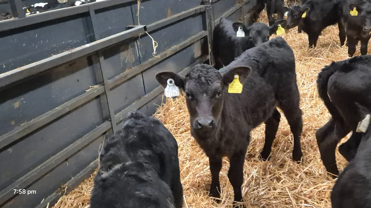 30 Quality Aberdeen Angus Heifers for sale - Image 3