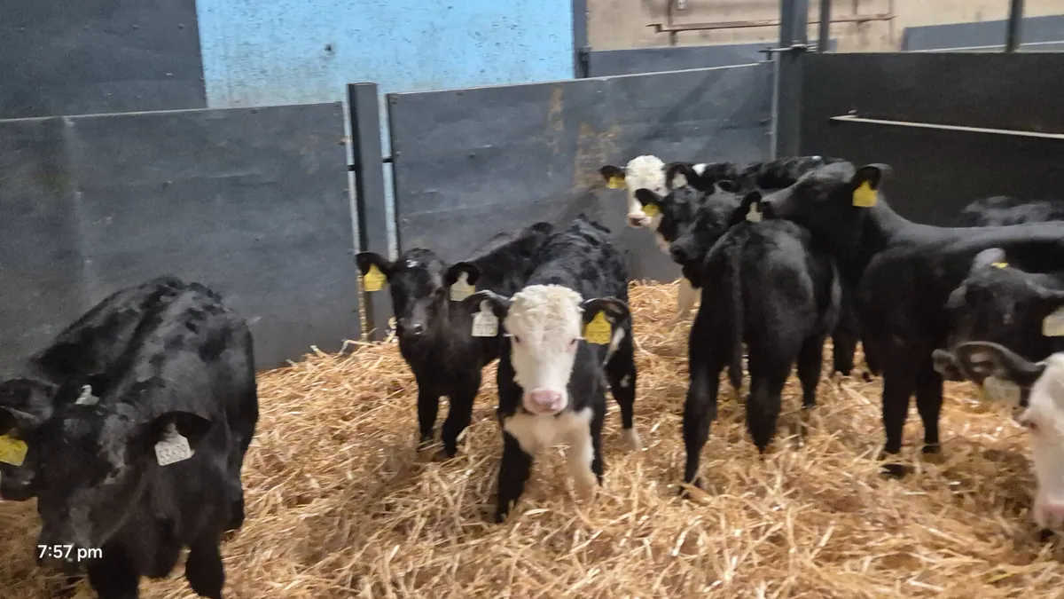 30 Aberdeen Angus & Hereford bull calves for sale - Image 2