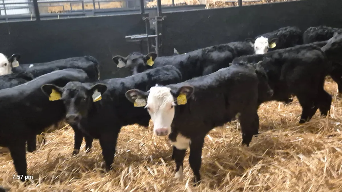 30 Aberdeen Angus & Hereford bull calves for sale - Image 3