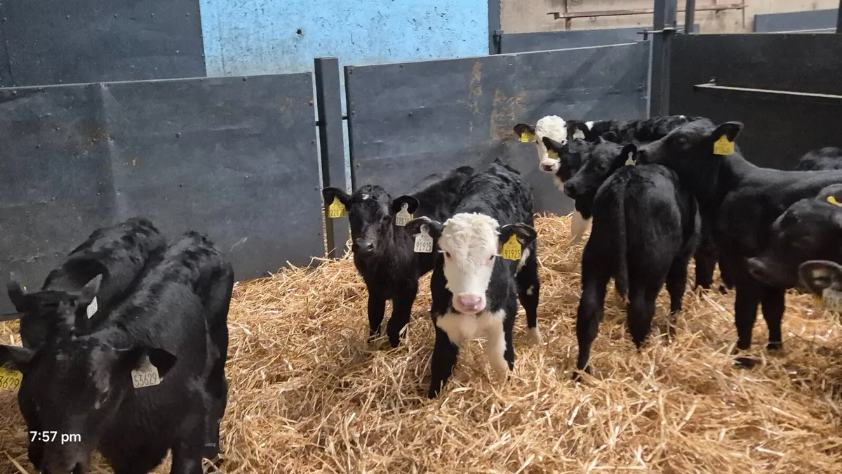 30 Aberdeen Angus & Hereford bull calves for sale - Image 1