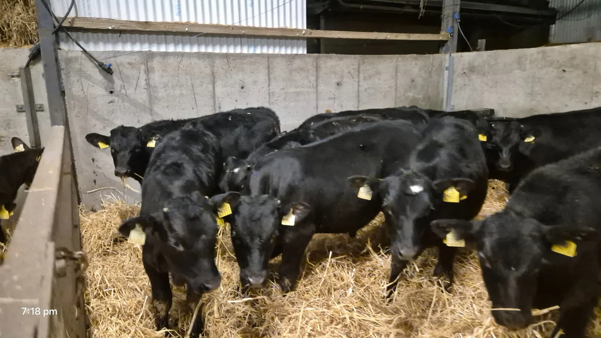 12 Smashing Autumn born bull calves for sale - Image 2