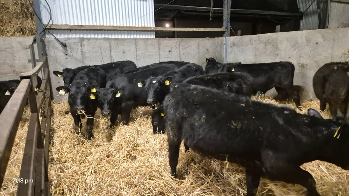 12 Smashing Autumn born bull calves for sale - Image 4