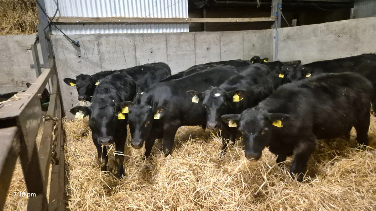 12 Smashing Autumn born bull calves for sale - Image 3