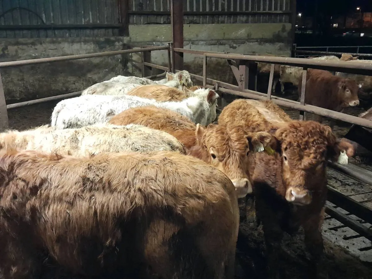 8 Smashing Charlaois bullocks - Image 2