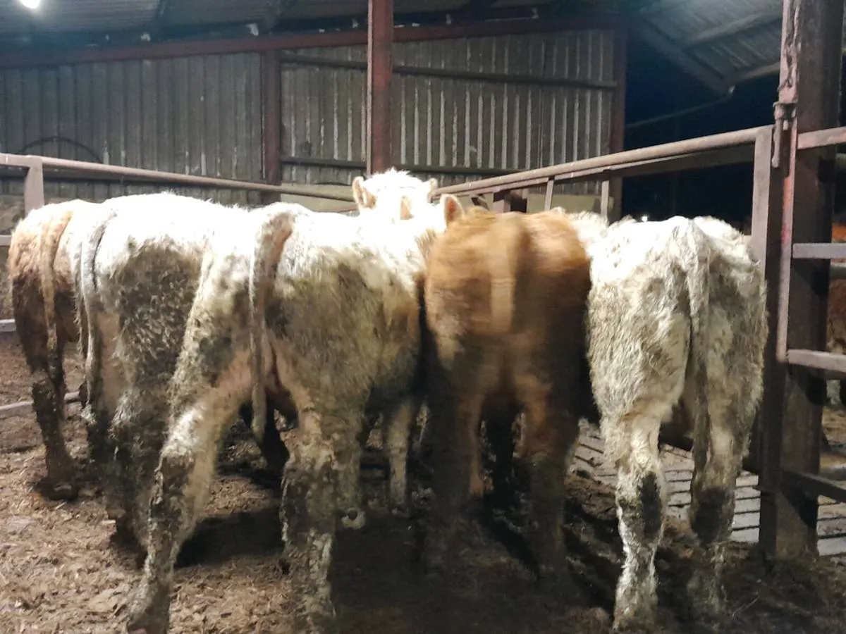 8 Smashing Charlaois bullocks - Image 3