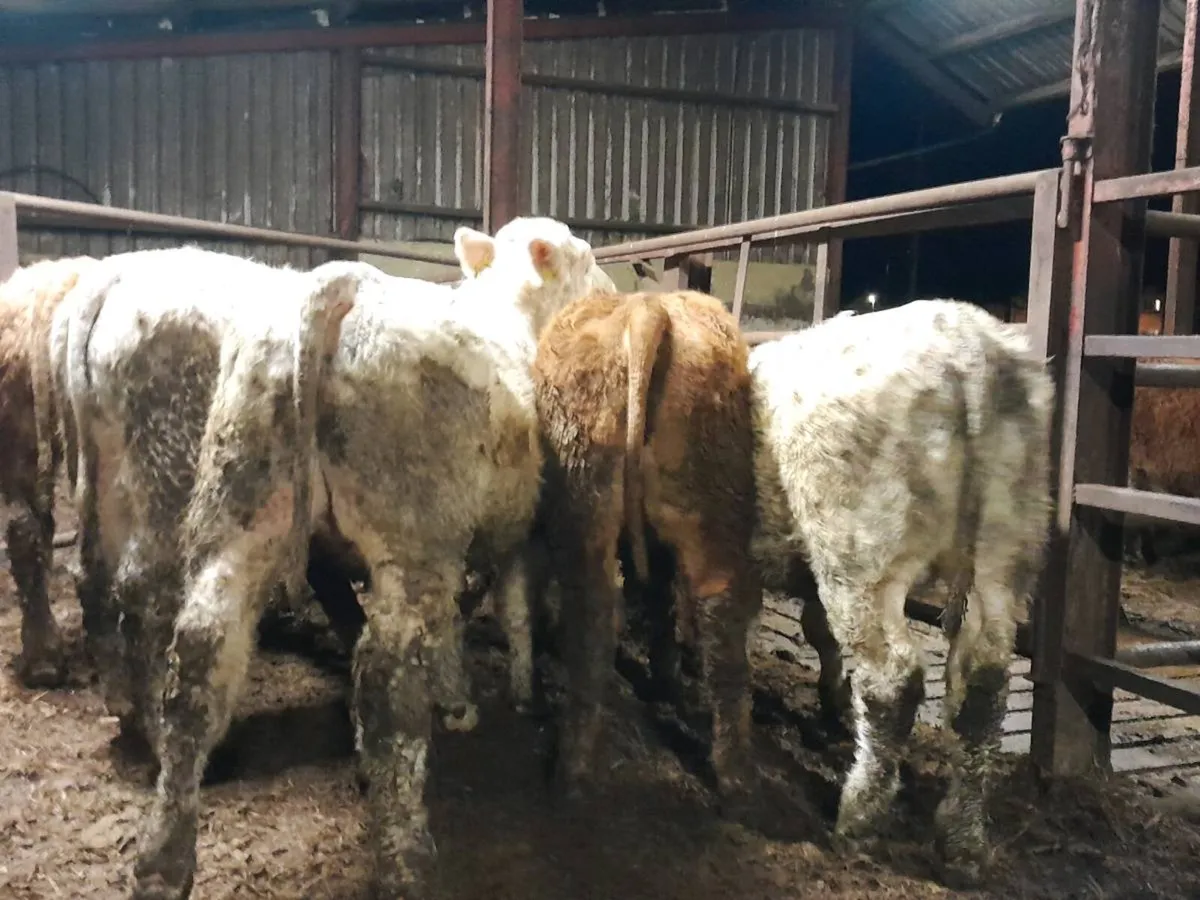 8 Smashing Charlaois bullocks - Image 4